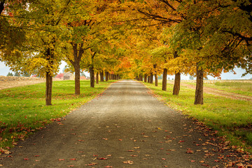 Autumn Fall Dirt Road Landscape