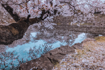 お堀に咲く桜と水面に浮かぶ花びらの風景