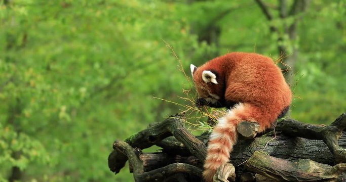 Red panda eating in the forest 