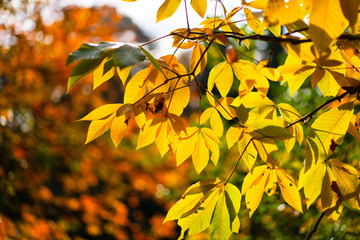 yellow autumn leaves