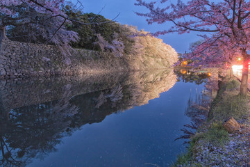 滋賀県彦根市の彦根城周辺のお堀に咲く満開の桜のライトアップです