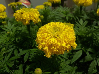 yellow flowers in garden