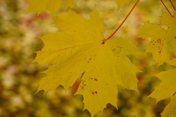 Colored maple leaves in the fall. well convey the mood of autumn. Yellow and Orange colors of leaves on tree