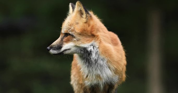 Portrait of a Red fox in the forest during the autumn