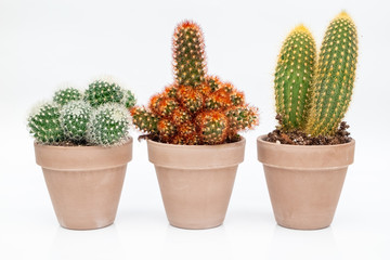 Various cactus house plants in stone pots on white background