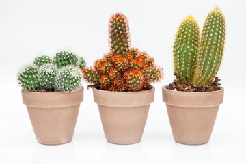 Foto op Plexiglas Cactus in pot Diverse cactus kamerplanten in stenen potten op witte achtergrond
