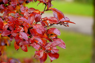 Red chokeberry leaves under the fall sun