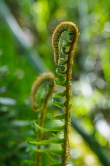 Close up macro photo of green curl plant fern blooming in the forest.