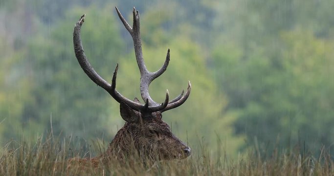 Red deer under the rain during the rut