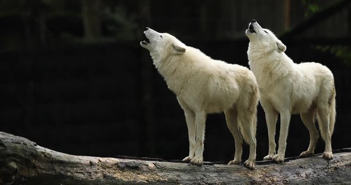 Howling of a Artic wolf in the forest during the autumn
