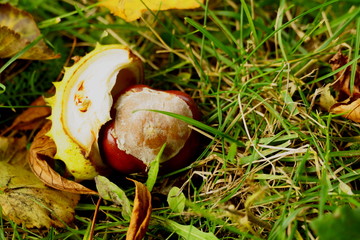 bright leaves of autumn chestnut, yellow-green on a ground