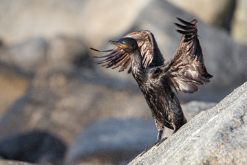 Neotropic Cormorant