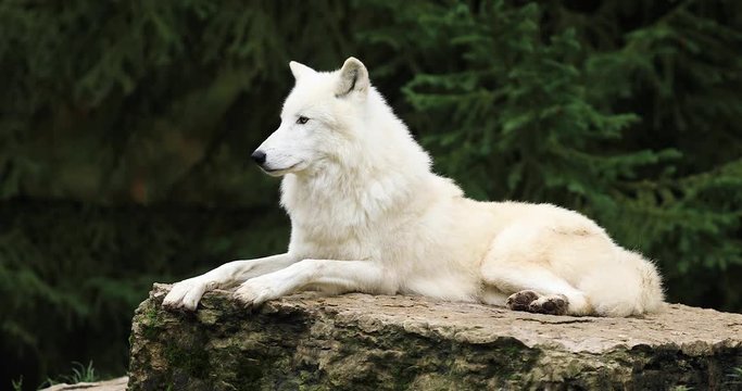 Artic wolf family on the rock in the forest during the autumn