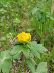 yellow flower in garden