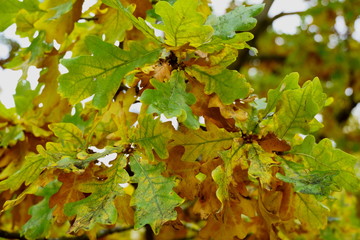 bright leaves of autumn oak, yellow-green on a tree.
