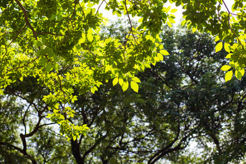 Green tree leaf with blurred green foliage sunlight background