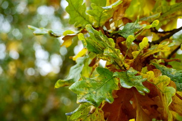 bright leaves of autumn oak, yellow-green on a tree.