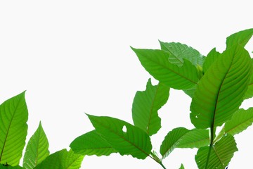 Kratom leaves with branches on white isolated background for green foliage backdrop 