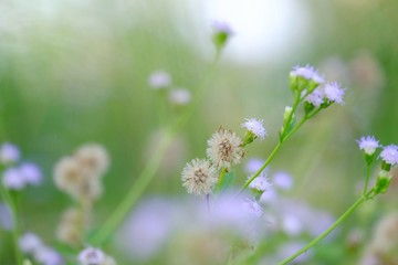 Wild grass flower blossom in a field with warm light and green nature background 