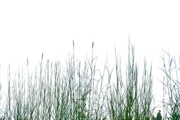 Wild grass with leaves and flower blossom growing in field on white isolated background for green...