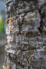 Fire ants on tree