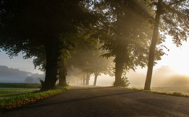 sunrise at a foggy morning in an oak avenue