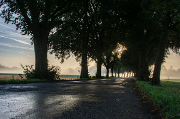 Obraz premium sunrise at a foggy morning in an oak avenue