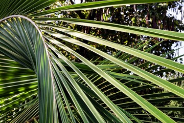 leaves of palm tree
