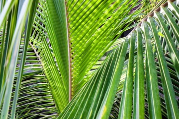 palm leaves