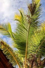 Obraz premium palm tree on background of blue sky