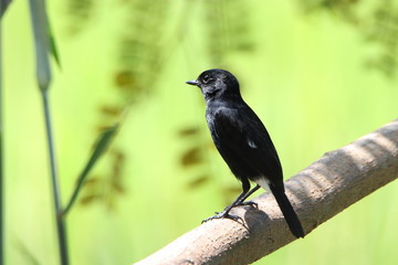 bird on a branch