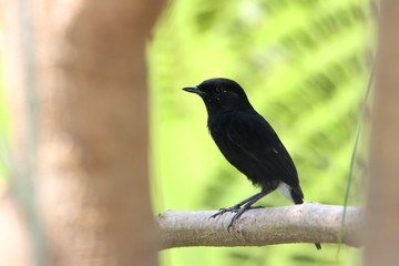 blackbird on a branch