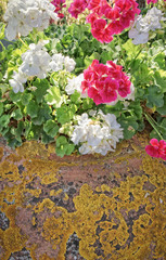 Geranium flowers in an old vase