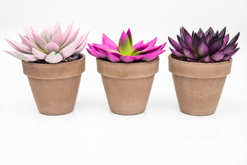 Various colorful succulent echeveria house plants in stone pots on white background