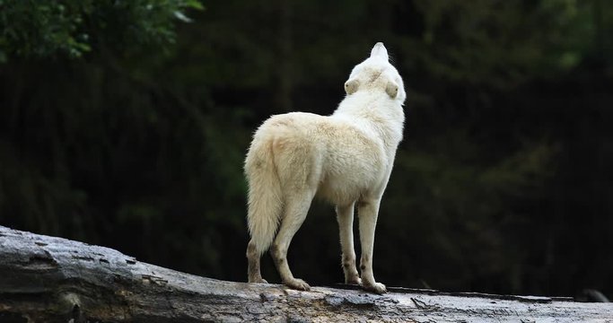 Howling of a Artic wolf in the forest during the autumn