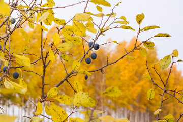 Beautiful autumn landscape with yellow trees and the autumn berries of the blackthorn.