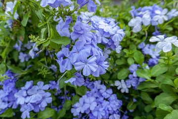 Cape leadwort flowers in the garden