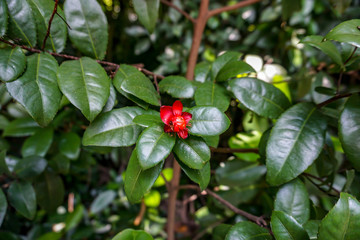 A red little flower on green background
