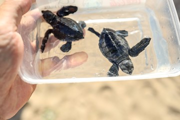Tiny baby turtle on the beach