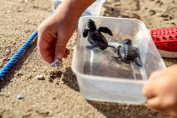 Tiny baby turtle on the beach