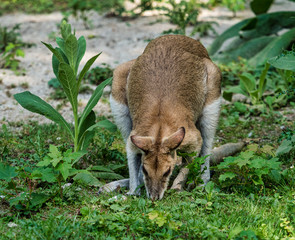 The agile wallaby, Macropus agilis also known as the sandy wallaby