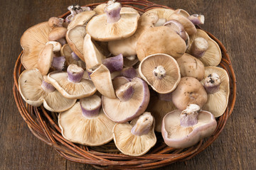 Lepista saeva mushrooms in a wicker dish on the table side view close-up