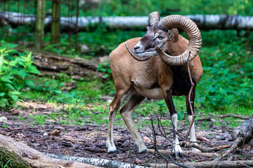 European mouflon, Ovis orientalis musimon. Wildlife animal.