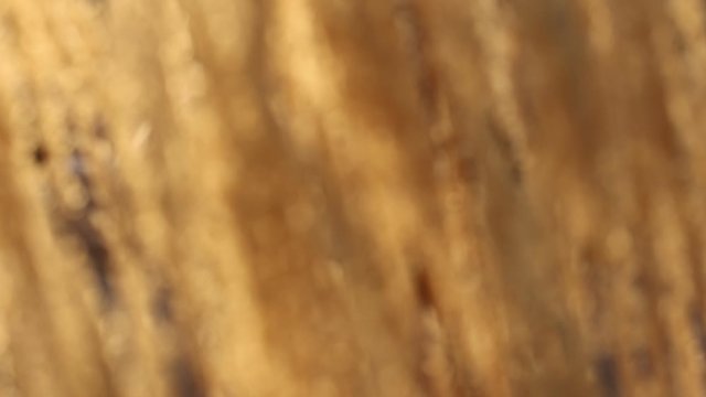 Defocused backlit yellow grasses moving in a breeze slow motion 120 fps