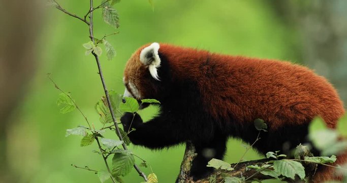 Red panda eating in the forest 