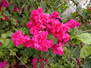 Bougainvillea is a perennial plant of the type of semi-bushes. Size from small bushes to large bushes There are thorns on the trunk. There are many colors. Planted as ornamental plants, very beautiful
