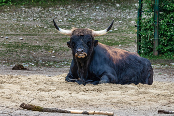 Heck cattle, Bos primigenius taurus or aurochs in the zoo