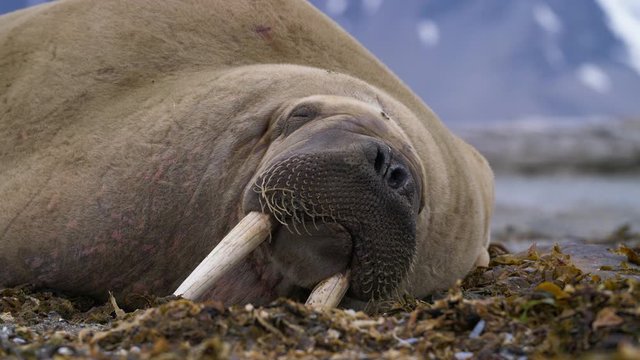 Walrus Sleeps with it's Tusks Dug into the Sand. Filmed in the Wild in Svalbard, Norway.