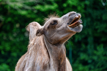 Bactrian camel, Camelus bactrianus in a german zoo