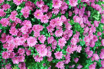 Chrysanthemum flower background, pink flowers in close up